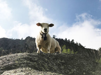 Swiss sheep lamb on mountain top