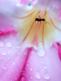 Close-up of insect on pink flower