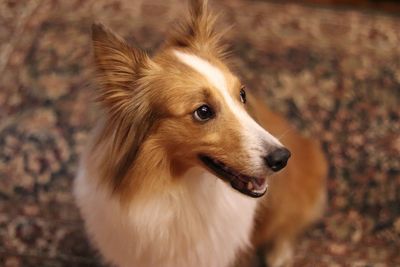 Close-up of dog looking away