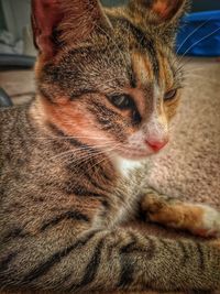 Close-up of a cat looking away