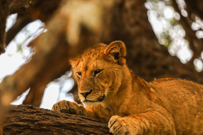 Lioness looking away