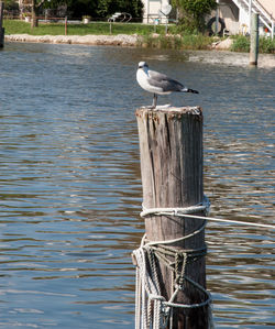 Bird perching on wooden post in lake