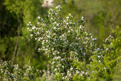 Close-up of flowering plant