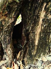 Close-up of tree trunk