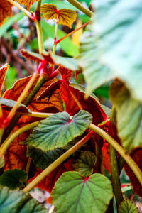 Close-up of fresh green plants