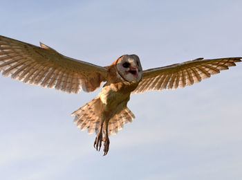 Low angle view of eagle flying