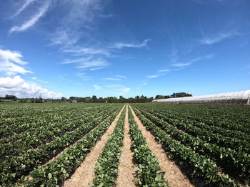 Scenic view of agricultural field against sky