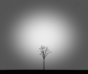 Bare tree against clear sky at night