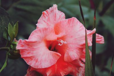 Close-up of pink hibiscus blooming outdoors