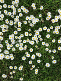 Close-up of white daisy flowers in field