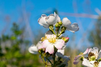 Close-up of white flowers blooming outdoors