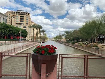 Flowers on railing by river against buildings in city