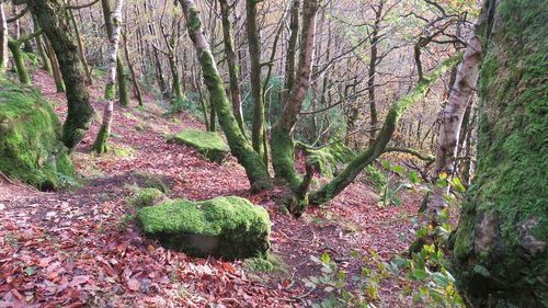 View of trees in forest