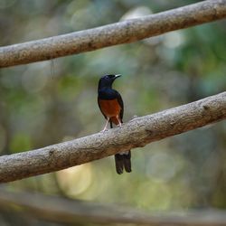 Close-up of bird perching on branch