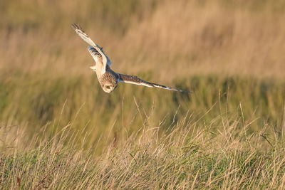 Bird flying in a field