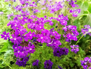 Close-up of pink flowering plants