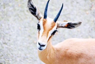 Close-up portrait of springbok standing on field