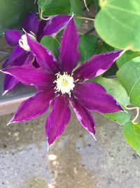 Close-up of flower blooming outdoors