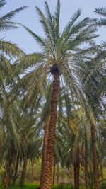 Low angle view of palm trees against sky