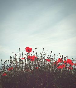 Low angle view of red poppies blooming in field