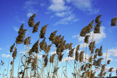 Low angle view of stalks against blue sky