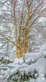 Bare tree against sky during winter