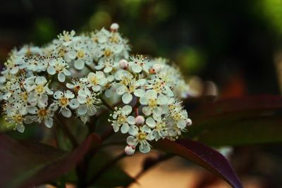 Close-up of fresh flowers blooming on tree