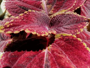 Close-up of autumnal leaves