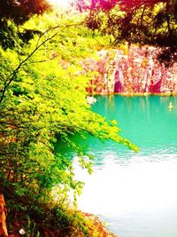 Reflection of trees in water