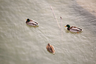 High angle view of mallard ducks swimming in lake