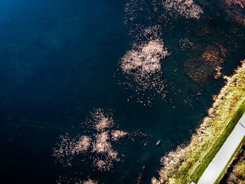 Low angle view of tree by sea against sky