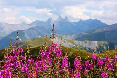 Close-up of flowers growing in mountains against sky