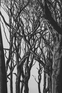 Low angle view of bare tree against sky