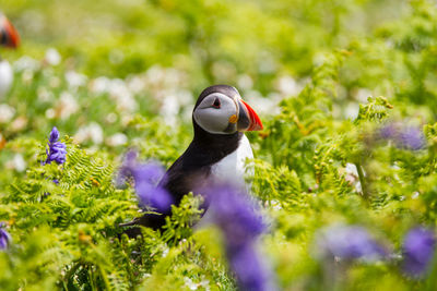 Close-up of bird on purple flower