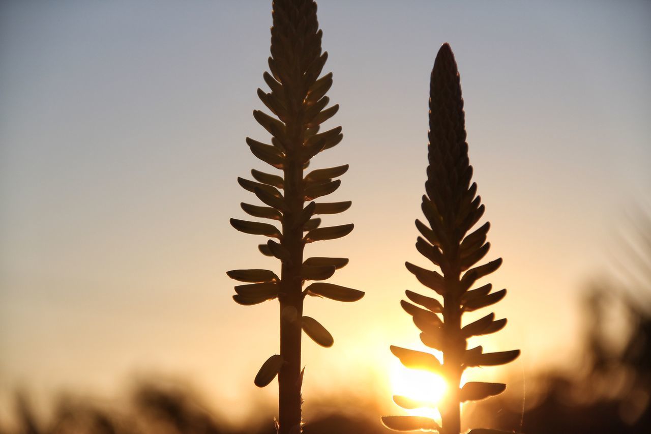 nature, sunset, orange color, beauty in nature, close-up, sky, no people, growth, outdoors, clear sky, plant, tranquility, day, fragility