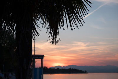 Close-up of palm tree during sunset