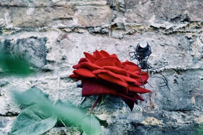 Close-up of red rose on plant