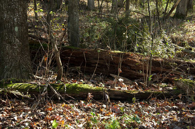 Fallen tree on field in forest