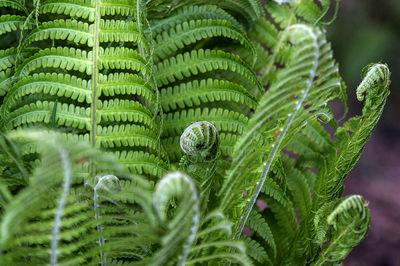 Close-up of wet green leaf