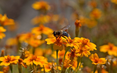 Close-up of insect on yellow flower