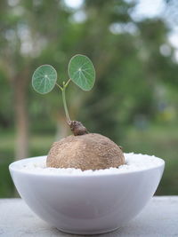 Close-up of apple on table