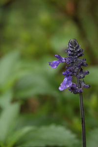 Close-up of purple flowering plant