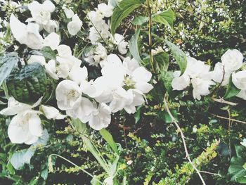 Close-up of white flowers