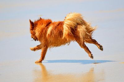 Close-up of wet dog running on beach