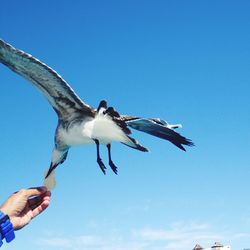 Low angle view of seagull flying against blue sky