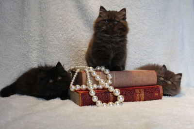 British longhair cats with pearl jewelry and books at home