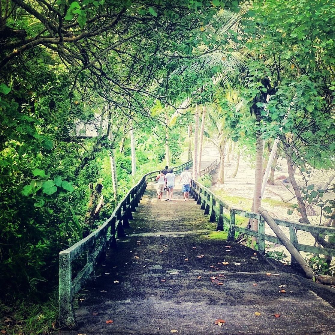 tree, the way forward, growth, diminishing perspective, railing, branch, footbridge, connection, bridge - man made structure, tranquility, vanishing point, nature, footpath, walkway, green color, forest, beauty in nature, tranquil scene, park - man made space, plant