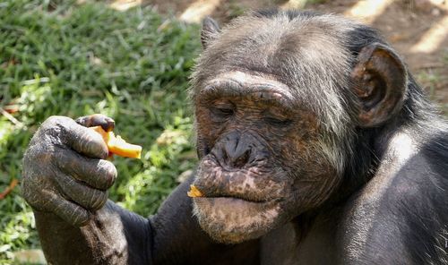 Close-up of chimpanzee hand eating