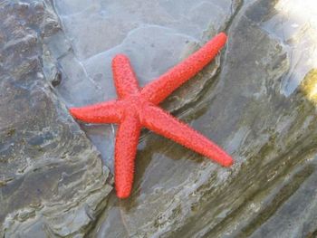 High angle view of crab on rock