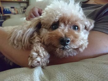 Low section of man holding dog at home